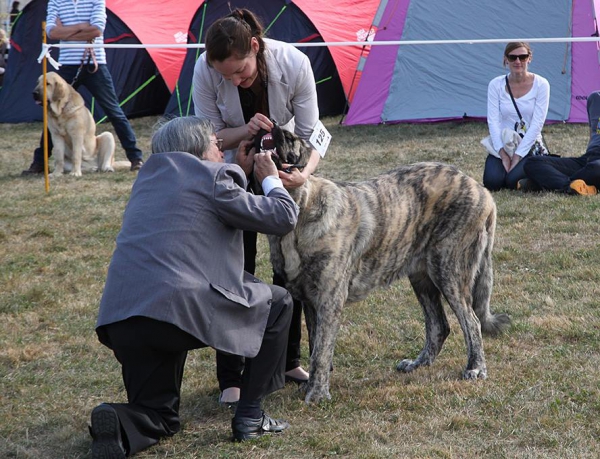 Xillo Rey Mastibe - Club dog show KMDPP, Rychety, Czech Republic - 04.10.2015
Keywords: 2015 mastibe