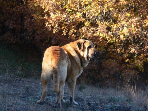 Zagal de Laciana en Villaverde la Chiquita
(Sendero de Trashumancia x Vereda de Laciana)
Born: 20.11.2002 
