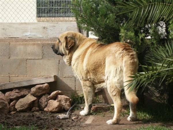 Zagal de Laciana en valla
(Sendero de Trashumancia x Vereda de Laciana)
Born: 20.11.2002 
