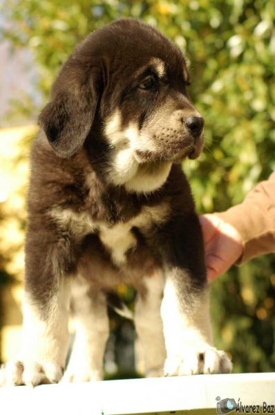 Zamarron de los Zumbos - born 01.02.2008
Cantero de los Zumbos x Tigrina de los Zumbos  
01.02.2008   

Keywords: puppyspain zumbos