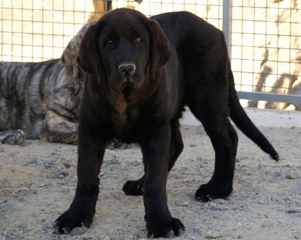 Zarzamora de Fuente Mimbre - 3 meses
Keywords: puppy cachorro de Pizarra