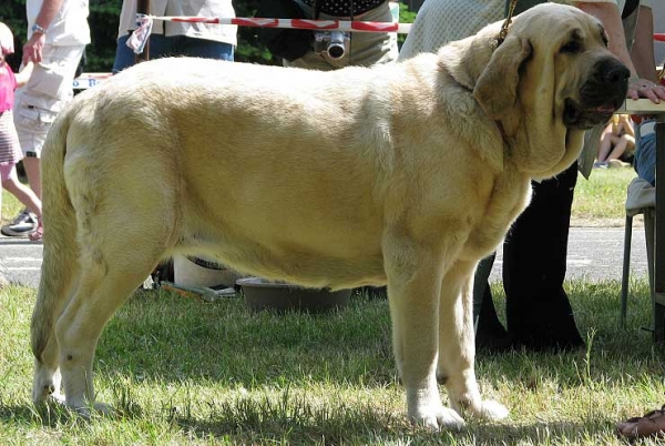 Amiga Zazi Bis Mastibe - mother of puppies from Mastibe born 26.07.2008
