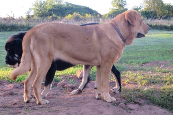 Zelda 10 month old (Azara de Majada los Robles)
Keywords: jordan