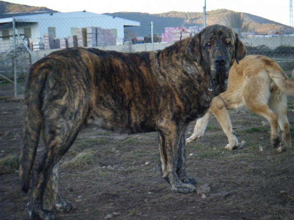 Zingera de la Villa de Bonar
(Barbaro X Diana)
