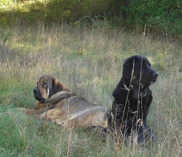 Zoe (Agora del Viejo Paramo) and her 5 month old daughter Fiona
Keywords: jordan