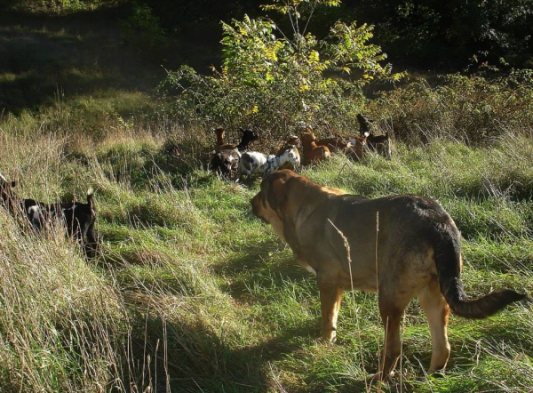 Zoe (Agora del Viejo Paramo) with the goats
Keywords: jordan flock