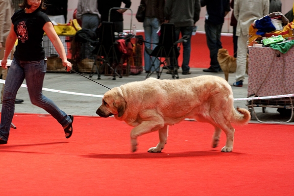 World Dog Show, Herning, Denmark - 27.06.2010
