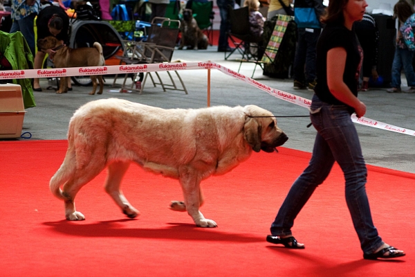 World Dog Show, Herning, Denmark - 27.06.2010
