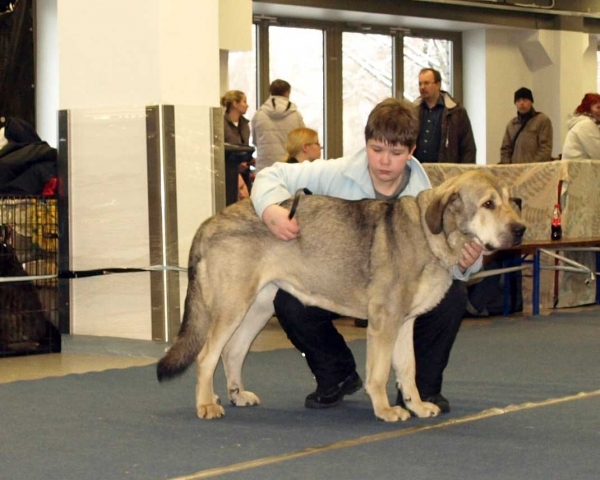 Lady Carla Tornado Erben (Open Class Females): Very Good 1, in junior handler 3. place, International Dog Show, Tallinn, 13-14.02.2009
(Basil Mastifland x Florita Maja Tornado Erben)
Born: 13.12.2006 

Keywords: 2009