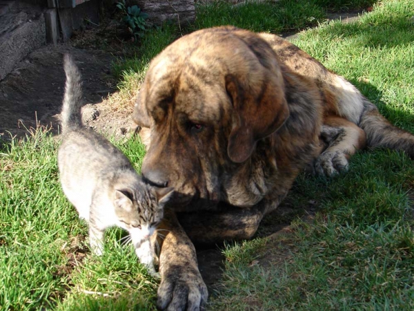 Mastín and kitten from Z Kraje Sokolu
Keywords: pet sokol puppy cachorro