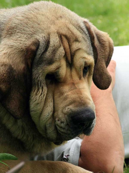 Freon z Kraje Sokolu: exc 2, res. CAC - Open Class Males, Club Show of Moloss Club, Czech Republic, 17.05. 2008
(Sultan x Aylen z Kraje Sokolu)

Photo: Hana Schmidtova- © Copyright.  

Keywords: 2008 sokol head portrait cabeza