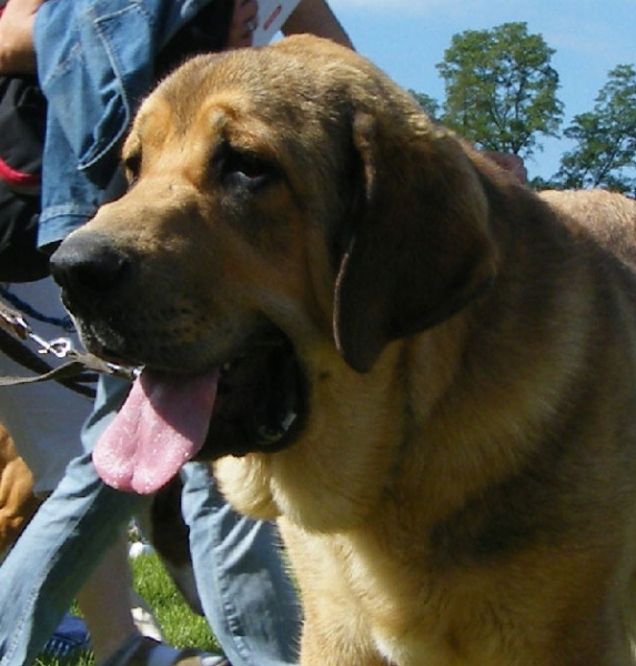 Alano Anuler: Very promising 2 - Puppy Class Males, National Show, Klatovy 14.06.2009
Keywords: 2009 mastibe head portrait cabeza