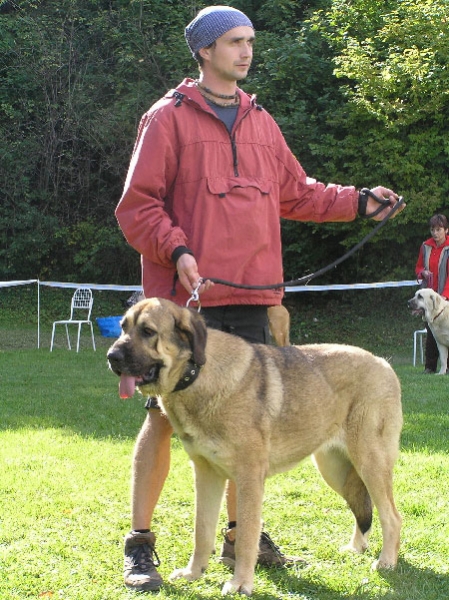 Ashley Gabriela BN - Very Good, Intermediate Class Females, Special Show Moloss club CZ, Kromeriz 29.09.2007
(Cyrus Priehrada x Benita Sentinel)

Keywords: 2007