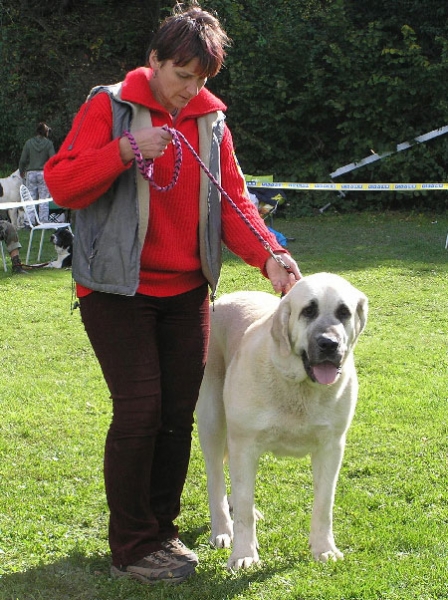 Azura Black Hanar - Exc.2, R.CAC, Intermediate Class Females, Special Show Moloss club CZ, Kromeriz 29.09.2007
(Dionysos Tornado Erben x Fusil de Cispa Ha-La-Mu)
Keywords: 2007