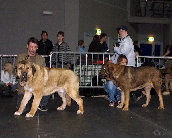 MUSCULAR LA ESTRELLA (intermediate class): EXC. 1, Best Female, EST CAC, BOB & HAREM ULMAF PIKSEPINI (junior class): EXC. 1, EST JCAC, BOS junior, BOS, International Dog Show, Tallinn, 13-14.02.2009
Keywords: 2009