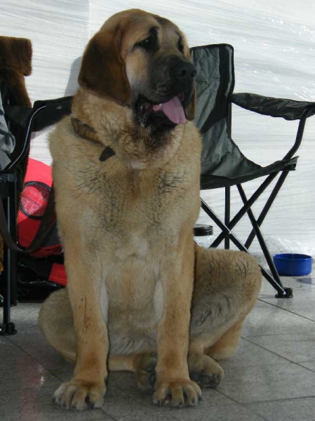 Cheer z Kraje Sokolu: Very Promising 2 - Puppy Class Class Females, International Show, Brno, Czech Republic, 07-08.02.2009
(Amigo Zeus Bis Mastibe x Feimi z Kraje Sokolu)
Born: 14.05.2008

Photo: Hana Schmidtova, 'Kraje Sokolu' © Copyright 
Keywords: 2009 sokol