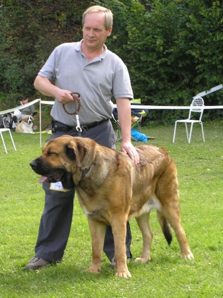 Hugo Mastibe - Exc., Young Class Males, Special Show Moloss club CZ, Kromeriz 29.09.2007
(Druso de la Aljabara x Connie Mastibe)

Keywords: 2007 mastibe