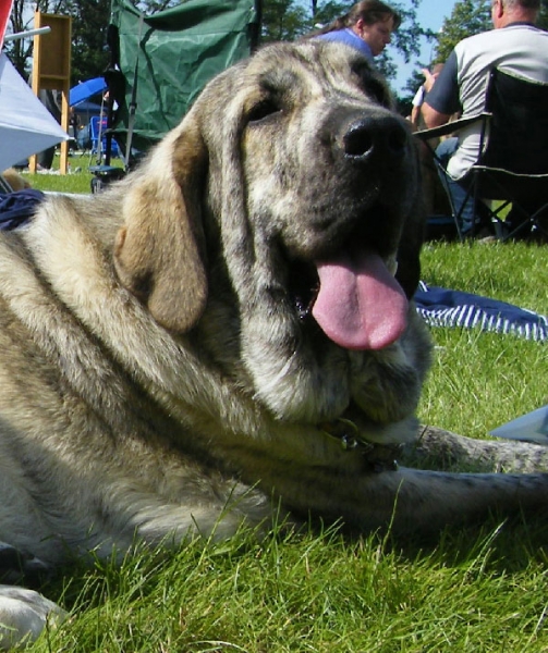 Jenny Mastibe: EXC.1, CAC, NATIONAL WINNER - Intermediate Class Females, National Show, Klatovy 14.06.2009
Keywords: 2009 mastibe head portrait cabeza