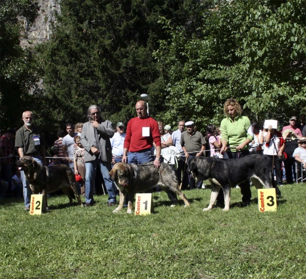 Winners Young Class Females - Clase Jóvenes Hembras, Barrios de Luna 14.09.2008
Keywords: 2008