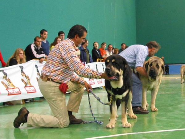 Azabache, Exc. 3 - Ron, Exc. 2, RCAC - Intermediate Class Males - XXV Monográfica AEPME 30.10.2005
Azabache: (Ribero de Reciecho x Clara de Campollano) - Born: 19.01.2004 - Breeder: Luis Moncada, owner: Francisco Díaz Cueva 
Ron: (Ordoño x Princes de Vega Albares) - Born: 28.03.2004 - Breeder: Angel Sáinz de la Maza, owner: César Estébanaz Alonso 
Keywords: 2005