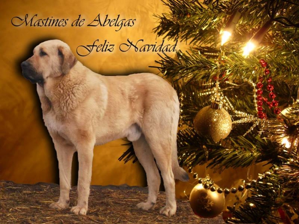 Merry Christmas & Happy New Year 2015 from Abelgas, Spain
Keywords: xmas abelgas