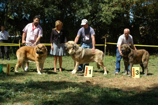 1. Bush de la Vicheriza, 2. Zagal de Laciana, 3. Delco de Autocan - Open Class Males, Fresno del Camino, León, 13.08.2006
BUSH DE LA VICHERIZA: Cándido Rodríguez Arias.
ZAGAL DE LACIANA: Baltasar Redondo Redondo. 
DELCO DE AUTOCAN: Isidro García Suárez.

Keywords: 2006