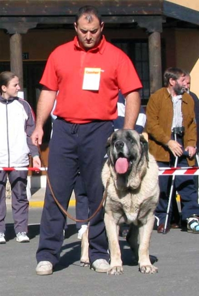 Open Class Males - Mansilla de las Mulas 07.11.2004
Keywords: 2004