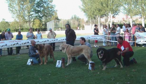 3º Emperador de Hazas de Cesto, 1º Tajo de la Peña Mora, 2º Truman II de Cueto Negro - Open Class Males - Abierta Machos - AEPME Monográfica, Valencia de Don Juan, León, 18.09.2004
Emperador de Hazas de Cesto: (Laro de Trashumancia x Akia)
Breeder & owner: José F. Uslé Rugama 

Tajo de la Peña Mora; (CH Cañon de Fuentemimbre x Jara de Ablanera)
Breeder: Javier Mora, owner: Eduardo Sierra 

Truman II de Cueto Negro: (CH Truman x Triana III de Babia) 
Breeder & owner: Agustín Fernández  

Kľúčové slová: 2004