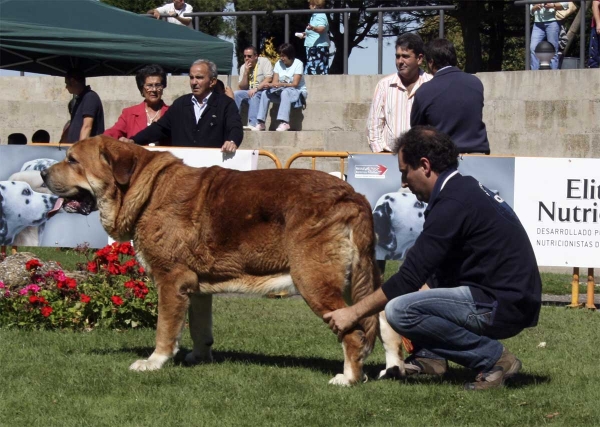 Nilo de Campollano: EXC 3 - Open Class Males, XXVIII Monográfica AEPME, Valencia de Don Juan 13.09.2008 
(Campanero de Campollano x Osa de Campollano)
Born: 16.10.2004
Keywords: 2008