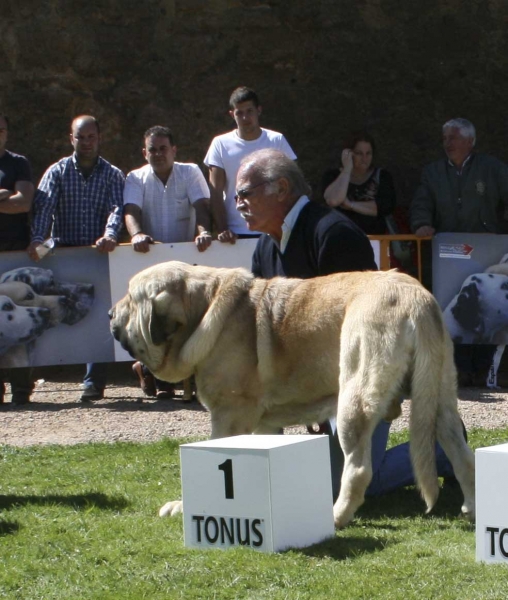 Karonte de Montes del Pardo: EXC 1, CAC, Best Male  - Open Class Males, XXVIII Monográfica AEPME, Valencia de Don Juan 13.09.08
(Pizarro de Montes del Pardo x Gran Dama de Montes del Pardo)
Born: 20.03.2006 
Keywords: 2008 pardo