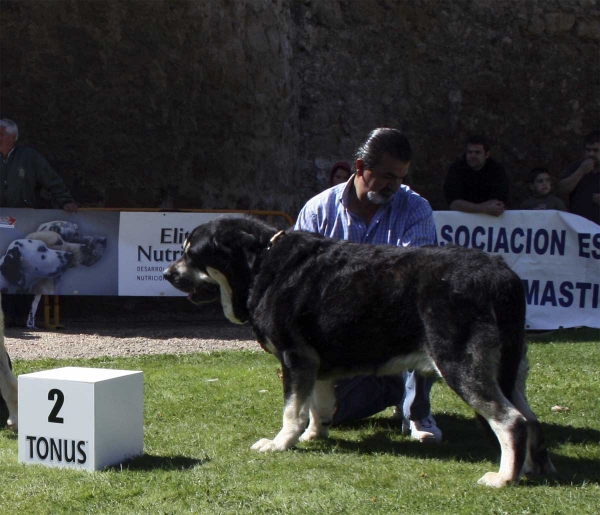 Azabache de Campollano: EXC 2, RCAC - Open Class Males, XXVIII Monográfica AEPME, Valencia de Don Juan 13.09.08
(Ribero de Reciecho x Clara de Campollano)
Born: 19.01.2004 
Keywords: 2008 azabache duelos