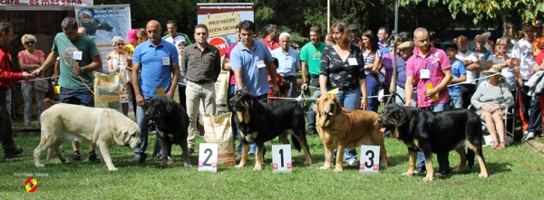 Abierts hembras - Barrios de Luna 14.09.2014
 1ª Duna Negra de Puerto Canencia
 2ª Enny de Tierra de Órbigo
 3ª Europa Tornado Erben
 4ª Julia de Loredo (a la izq/left)
 5ª Pantera de La Majada Los Robles (a la dcha/right)
Keywords: 2014