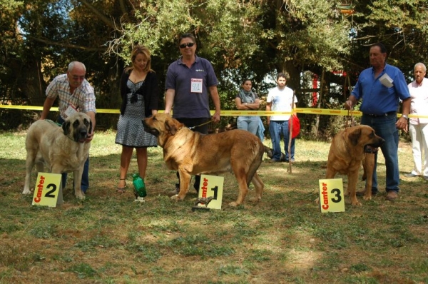 1. Gala de las Cañadas, 2. Cala de Autocan, 3. Athenea de Cueto Negro - Open Class Females, Fresno del Camino, León, 13.08.2006
GALA DE LAS CAÑADAS: José A. Estévez & Fernando Sanz.
CALA DE AUTO CAN: Isidro García Suárez.
ATHENEA DE CUETO NEGRO: Agustín Fernández Diez.

Keywords: 2006