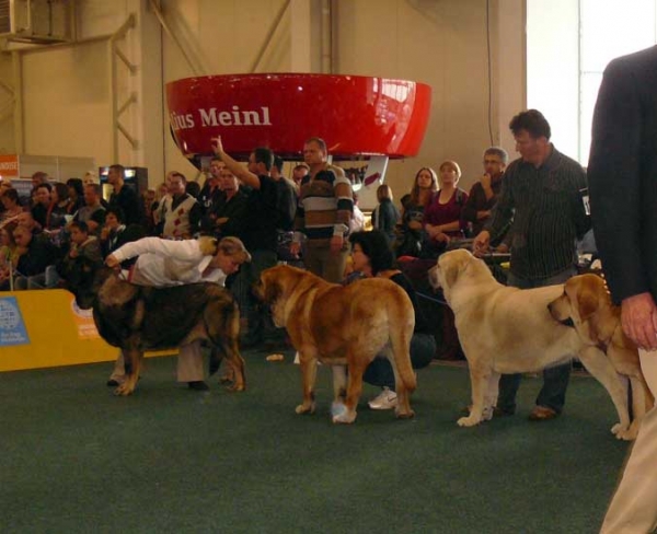 Aes de Zurita : exc 2, CAJC, Junior World Winner, Best Junior, CAC - Cheer z Kraje Sokolu: exc 2, Syra: exc 3 - Sofia Sol Tornado Erben: very good - Junior Class Females, World Dog Show 2009, Bratislava
