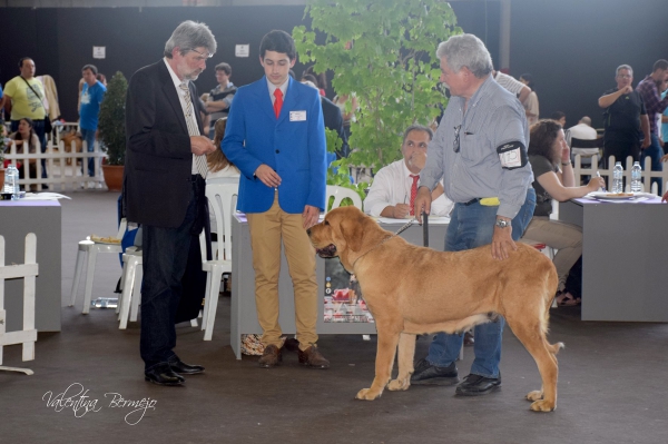 Abierta Hembras - Badajoz, Spain 10.05.2015
Keywords: 2015