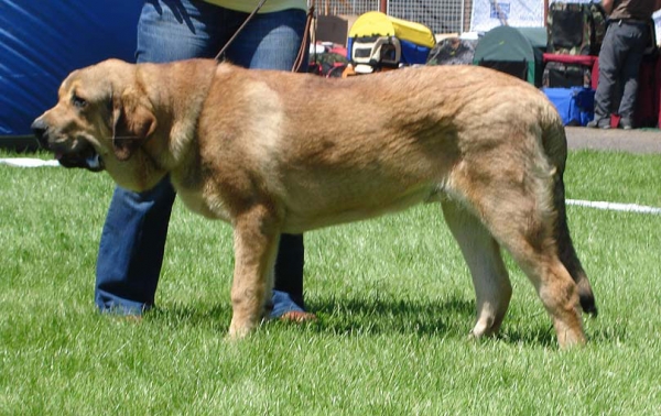 Alano Anuler: Very promising 2 - Puppy Class Males, National Show, Klatovy 14.06.2009
Keywords: 2009 mastibe