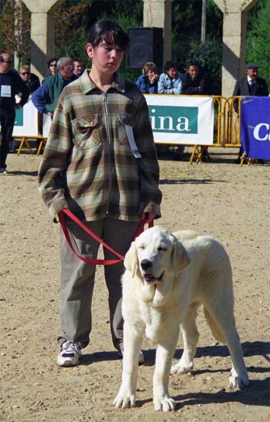 Aldonza de La Mesta: VG2, Puppy Class Females, Monográfica AEPME, Palencia 1999
Marcial de La Tecia x Altea de La Mesta
Born: 20.10.1998

Photo: Jonas Nielsen © Copyright
Keywords: 1999