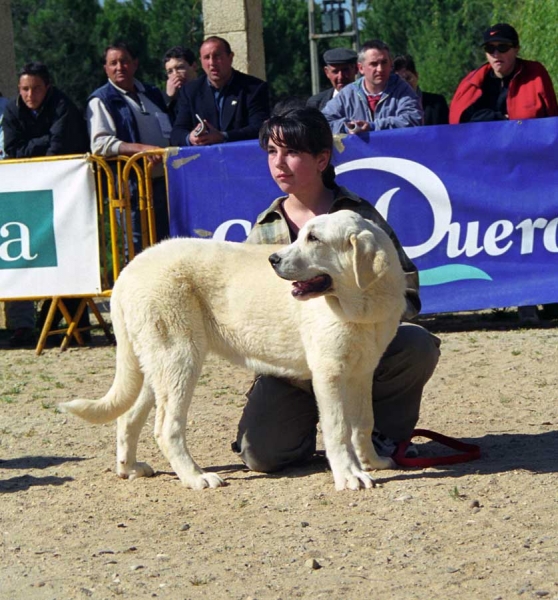 Aldonza de La Mesta: VG2, Puppy Class Females, Monográfica AEPME, Palencia 1999
Marcial de La Tecia x Altea de La Mesta
Born: 20.10.1998

Photo: Jonas Nielsen © Copyright
Keywords: 1999