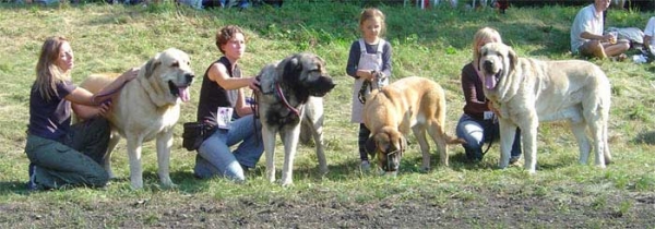 Sultan (18 mo.), Lori Fre-Su (18 mo.), Rica Fre-Su (6 mo.), Basil Mastifland (5 years old) - International Show, Wroclaw, Poland, 25.09.2005 
Sultan: (Ordoño de Vega de Albares x Princes de Vega de Albares - Owner Z Kraje Sokolu

Lori Fre-Su: (Basil Mastifland x Astra Dobra Rasa) - Owner Fre-Su 
Born: 04.01.2004

Rica Fre-Su: (Enamorado Ernesto Mastibe x Astra Dobra Rasa) - Owner Fre-Su
Born: 10.03.2005 

Basil Mastifland: (Davidoff von Haus vom Steralted x Ida Fi-It) - Owner Lu Dareva 
Born: 14.11.2000 

Keywords: 2005