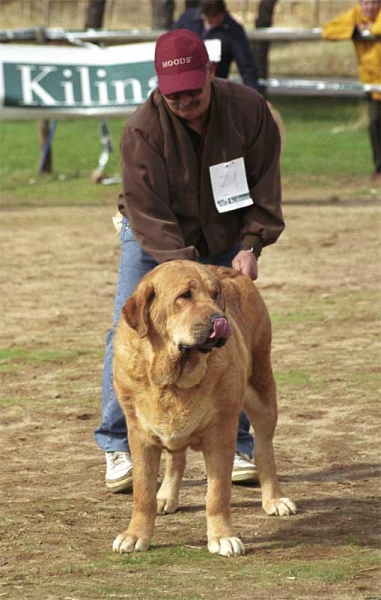 Ama de Autocan - Open Class Females, Exc. 3 - XXI Monográfica AEPME 2001
(Opel de Autocan x Mora II de Autocan)
Born: 15-10-1998
Breeder & owner: Isidro García  



Keywords: 2001 autocan