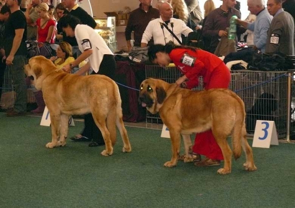 Amie Con Fundo: exc 1 & Chelsea z Kraje Sokolu: very good 2 - Intermediate Class Females, World Dog Show 2009, Bratislava
