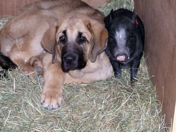 Ultra Vanille Tornado Erben and her 'pig friend' - Winner Photo of November 2009
(Ugo del Dharmapuri x Lois Tornado Erben)
Born: 06.08.2009 
Keywords: tornado pet