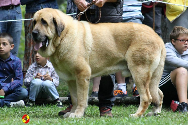 Abierta machos EXC 2º: Arnon de Babia - Barrios de Luna 14.09.2014
(Valerón II de Babia X Carena de Babia)
Keywords: 2014 babia