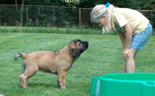 Amos Moses Bis Mastibe (Zorro) 8 weeks & Tereza - Winner Photo January 2006
Owner of Zorro: Joe Himmelberg - USA  

Keywords: mastibe puppy children himmelberg 2006