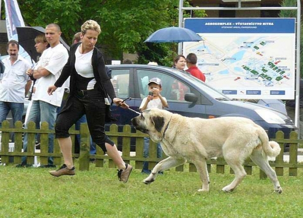 Anessi z Netluckych Pastvin: Exc. 1, CAJC - Young Class Females, International show, Nitra 03.06.2007
Conchitta Tornado Erben x Denis Tornado Erben
Born: 08.06. 2006
 

Keywords: 2007 pastvin