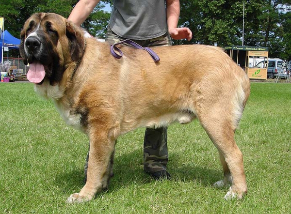 Aragon vom Eisinger Land: EXC.1, CAC, NATIONAL WINNER, BOB - Intermediate Class Males, National Show, Klatovy 14.06.2009
Keywords: 2009 sokol