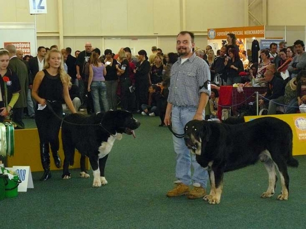 Ares spod Okruhlej Vinice: exc 1, CAC (Champion Class Males) & Rodo de Valdejera: exc 2, r.CAC, r.CACIB (Open Class Males) - World Dog Show 2009, Bratislava 
