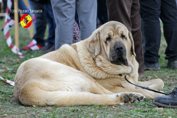 Aron de Funegra: Open Class Males - Mansilla de las Mulas, Spain 09.11.2014
Keywords: 2014