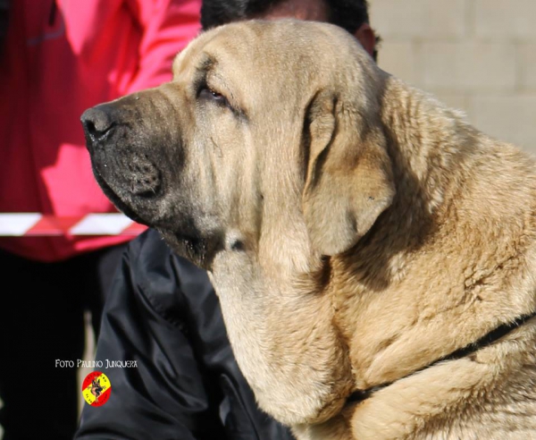 Aron de Funegra: Open Class Males - Mansilla de las Mulas, Spain 09.11.2014
Keywords: 2014 head portrait cabeza