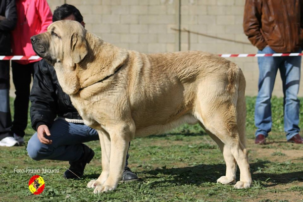 Aron de Funegra: Open Class Males - Mansilla de las Mulas, Spain 09.11.2014
Keywords: 2014